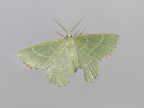 Thalera fimbrialis